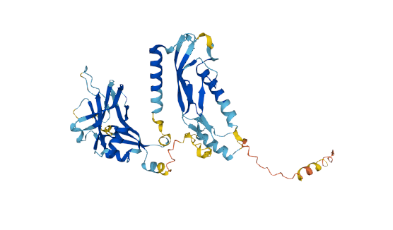 TGFB1蛋白的结构