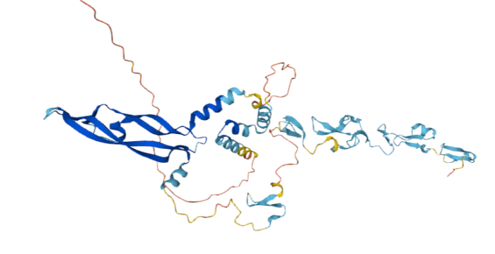 VEGFC蛋白的结构