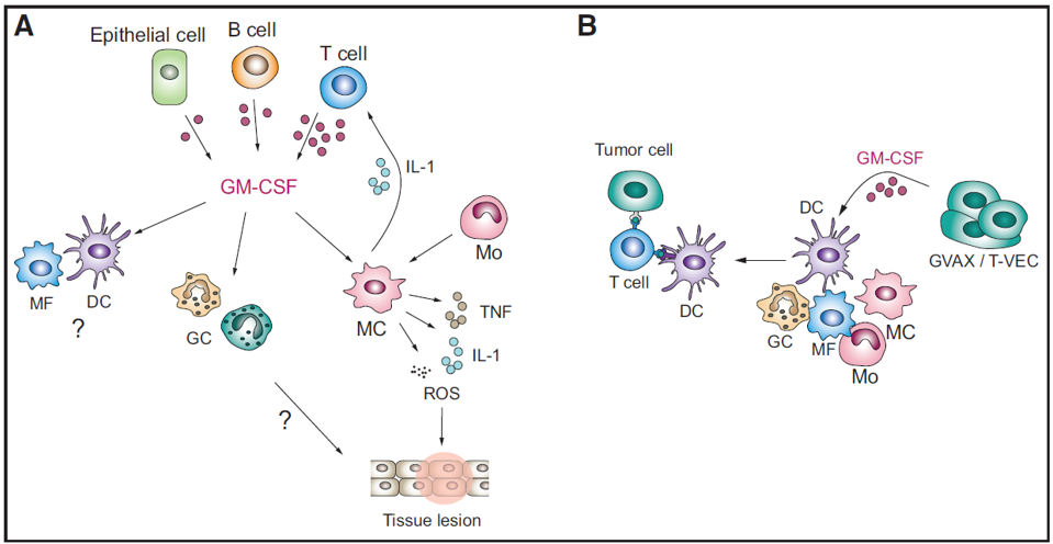 GM-CSF参与炎症