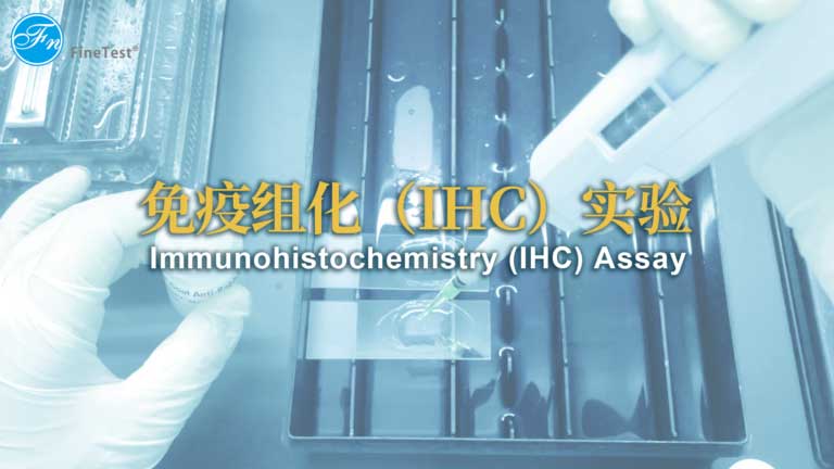 IHC实验操作视频