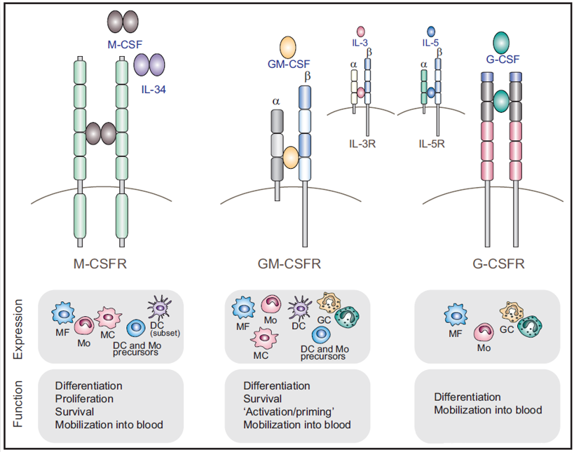 GM-CSF肺巨噬细胞稳态