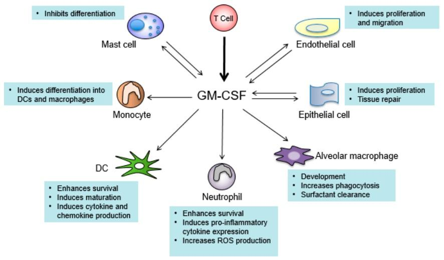 GM-CSF中性粒细胞