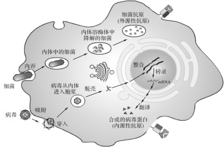 巨噬细胞抗原递呈