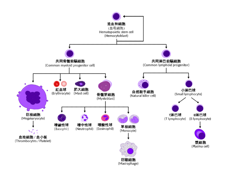 造血干细胞分化图