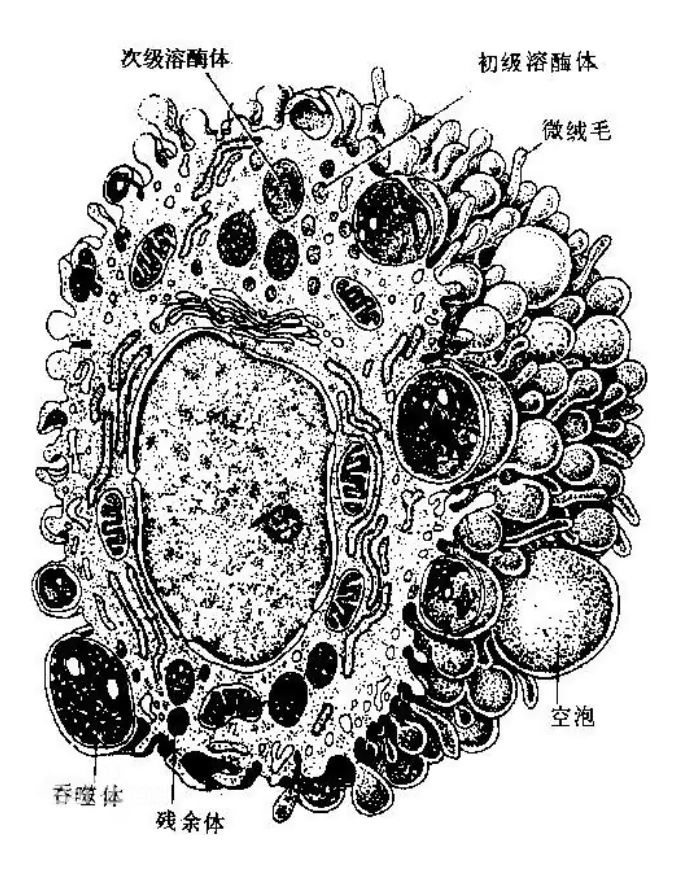 巨噬细胞