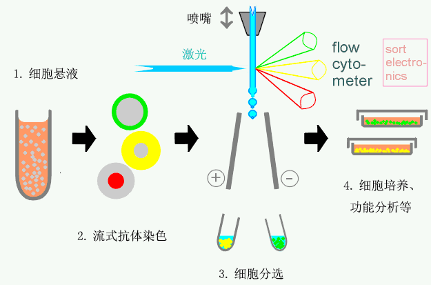 流式细胞仪工作原理