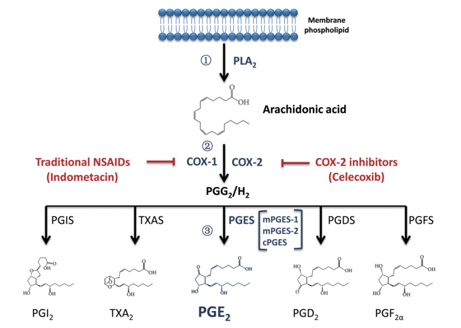 PGE2的合成途径及信号途径