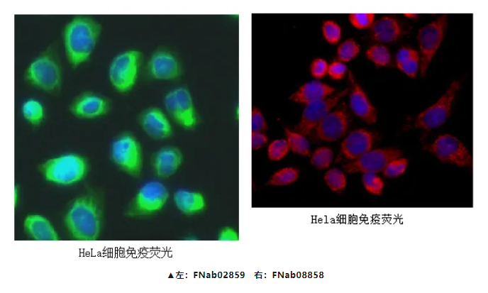 免疫荧光抗体实验结果