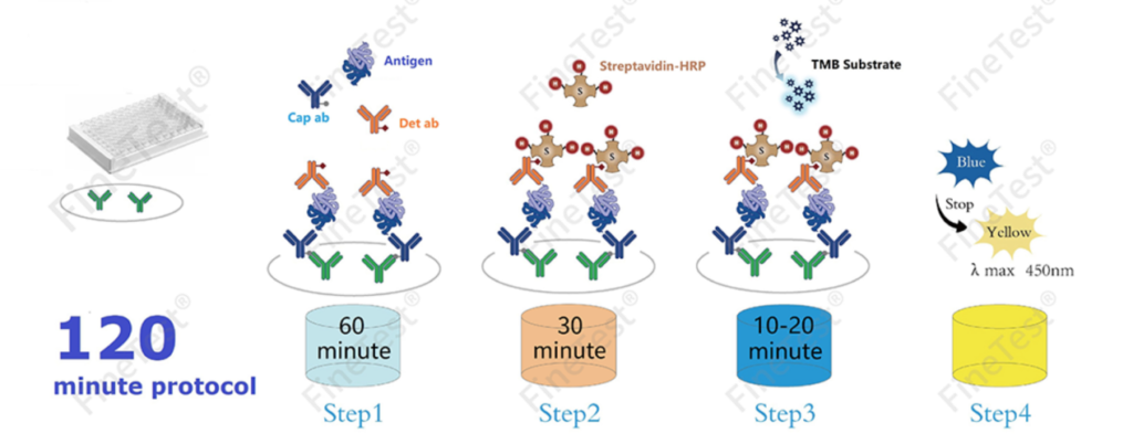 120分钟快速检测ELISA试剂盒