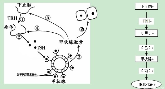 荷尔蒙作用机制