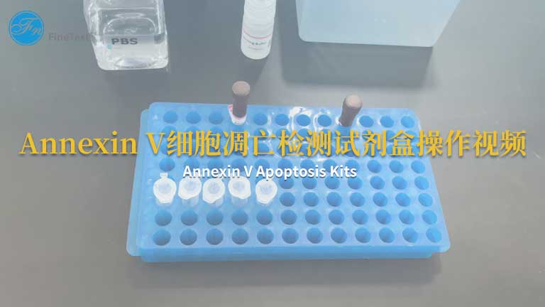 Annexin V细胞凋亡检测试剂盒操作视频