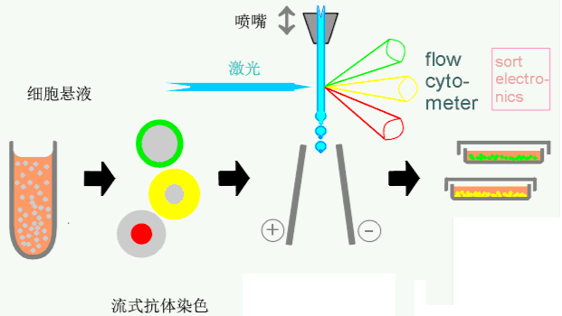 流式检测