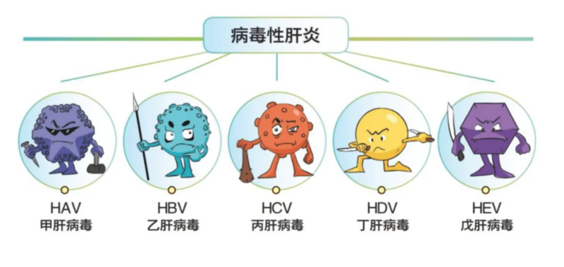 病毒性肝炎