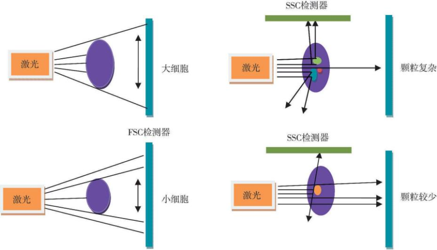 前向与侧向散射光