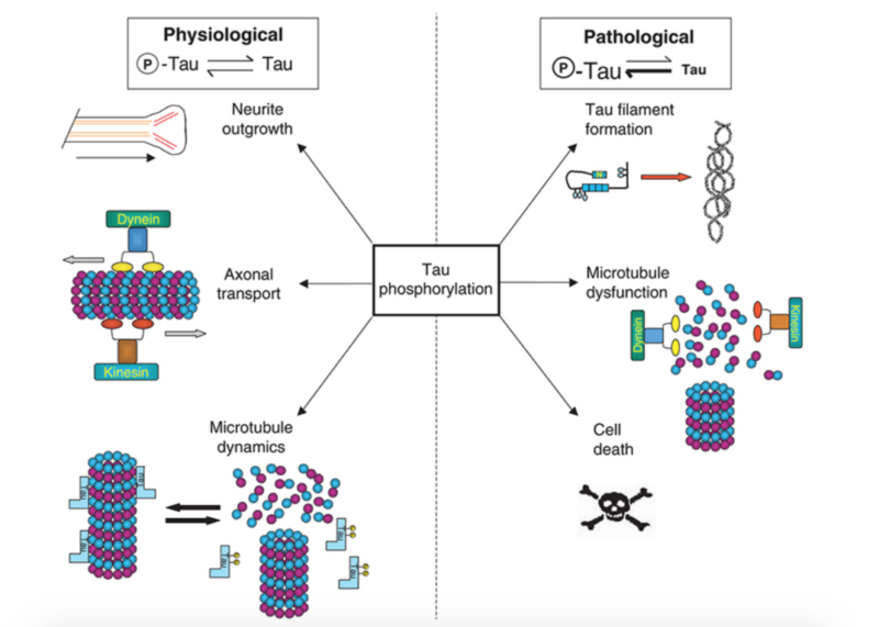 Tau蛋白异常磷酸化学说