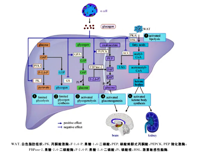 细胞代谢生物学功能及其信号通路详解 - 武汉菲恩生物科技有限公司