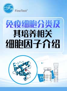 免疫细胞培养蛋白