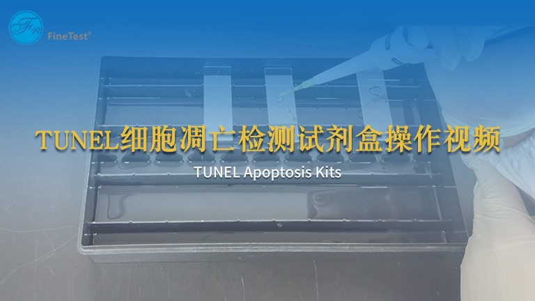 TUNEL细胞凋亡检测试剂盒操作视频