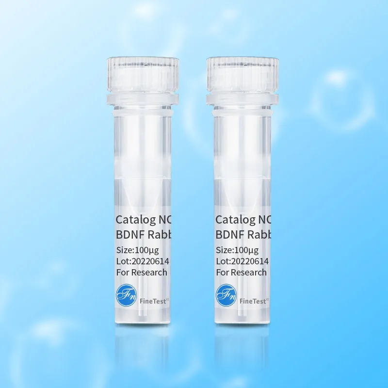 APEX1 antibody