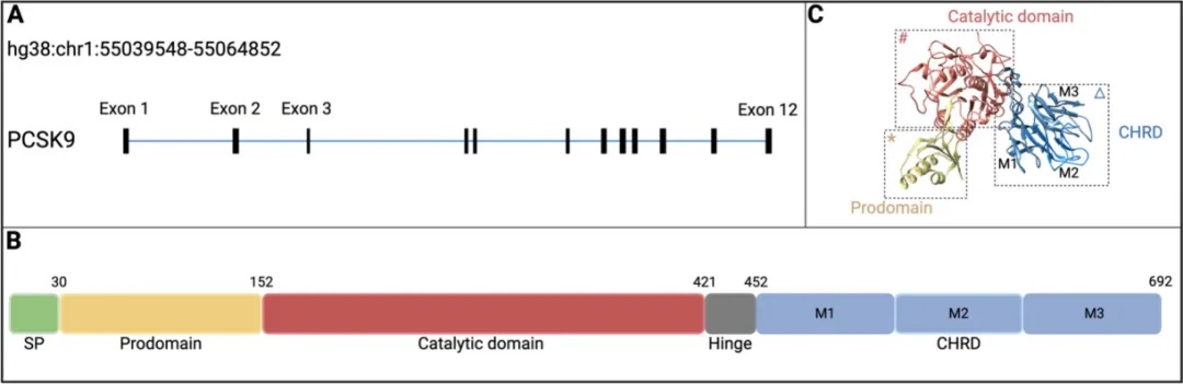 PCSK9的分子结构与结构特征