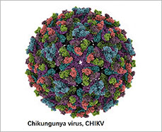 CHIKV