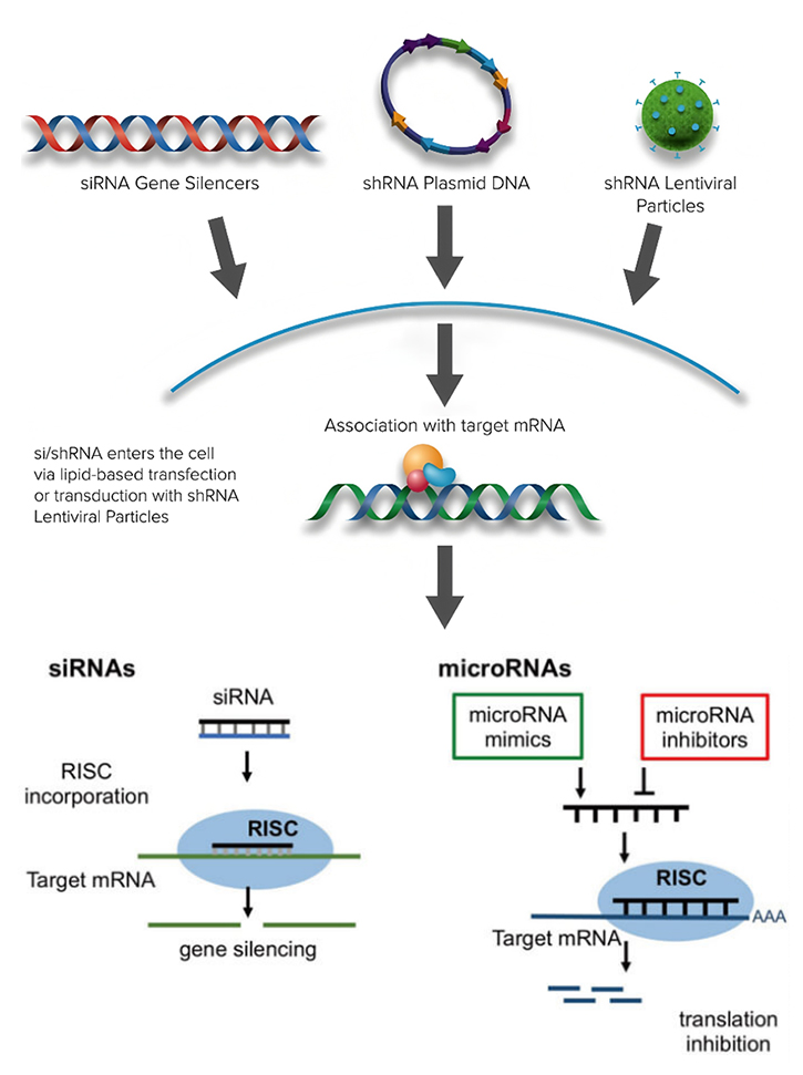 KD（基因敲低）