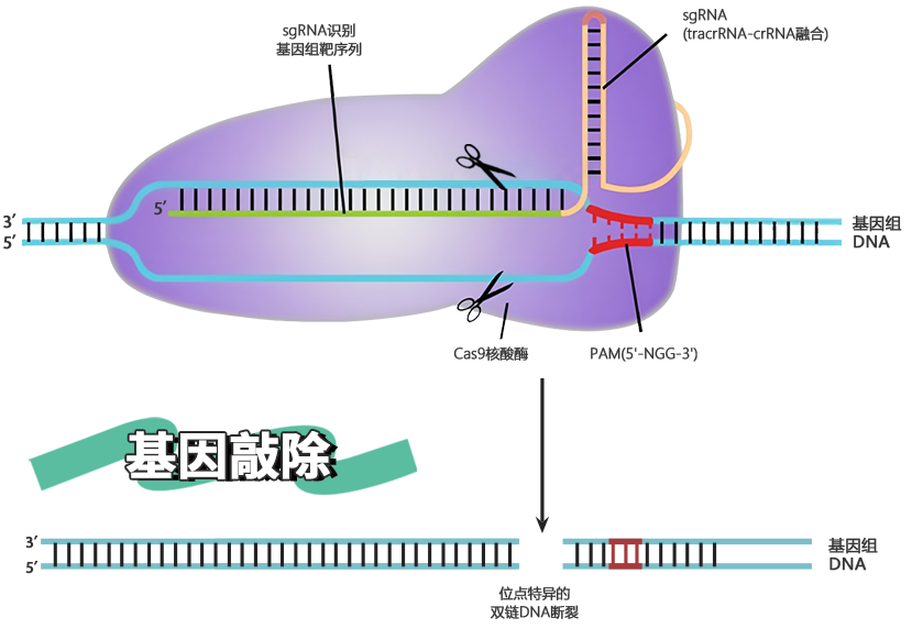 KO（基因敲除）