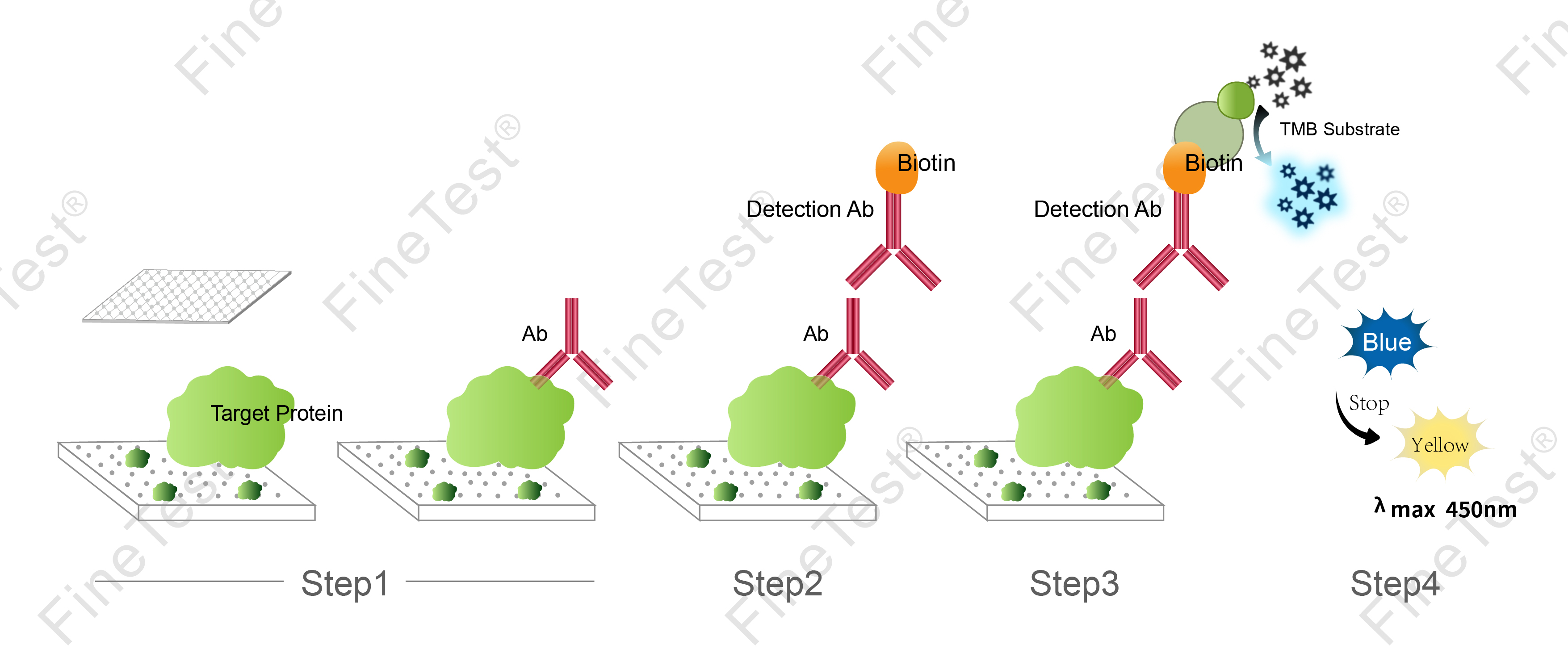 Elisa实验原理图