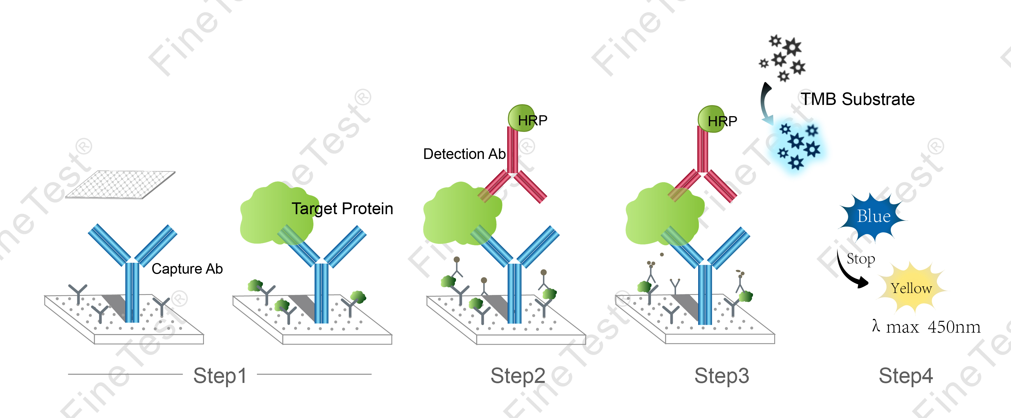 Elisa实验原理图