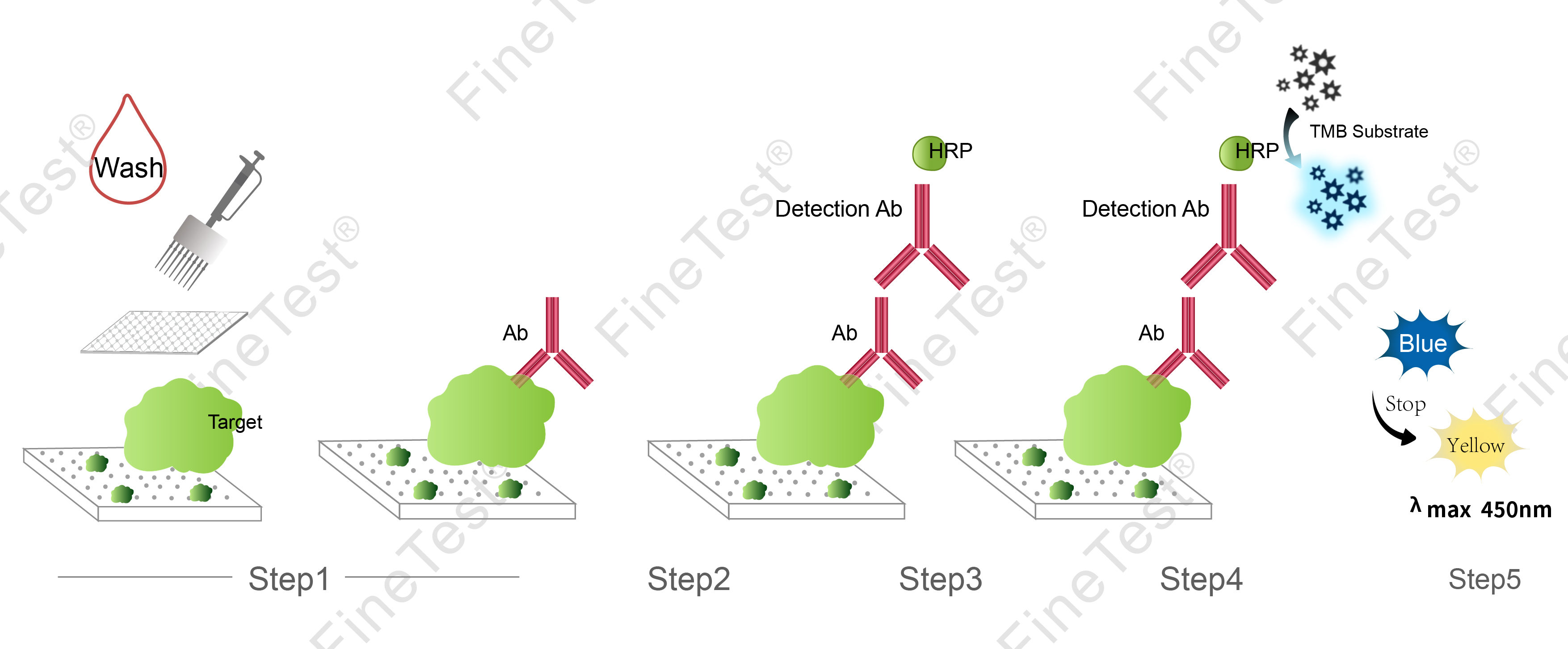Elisa实验原理图
