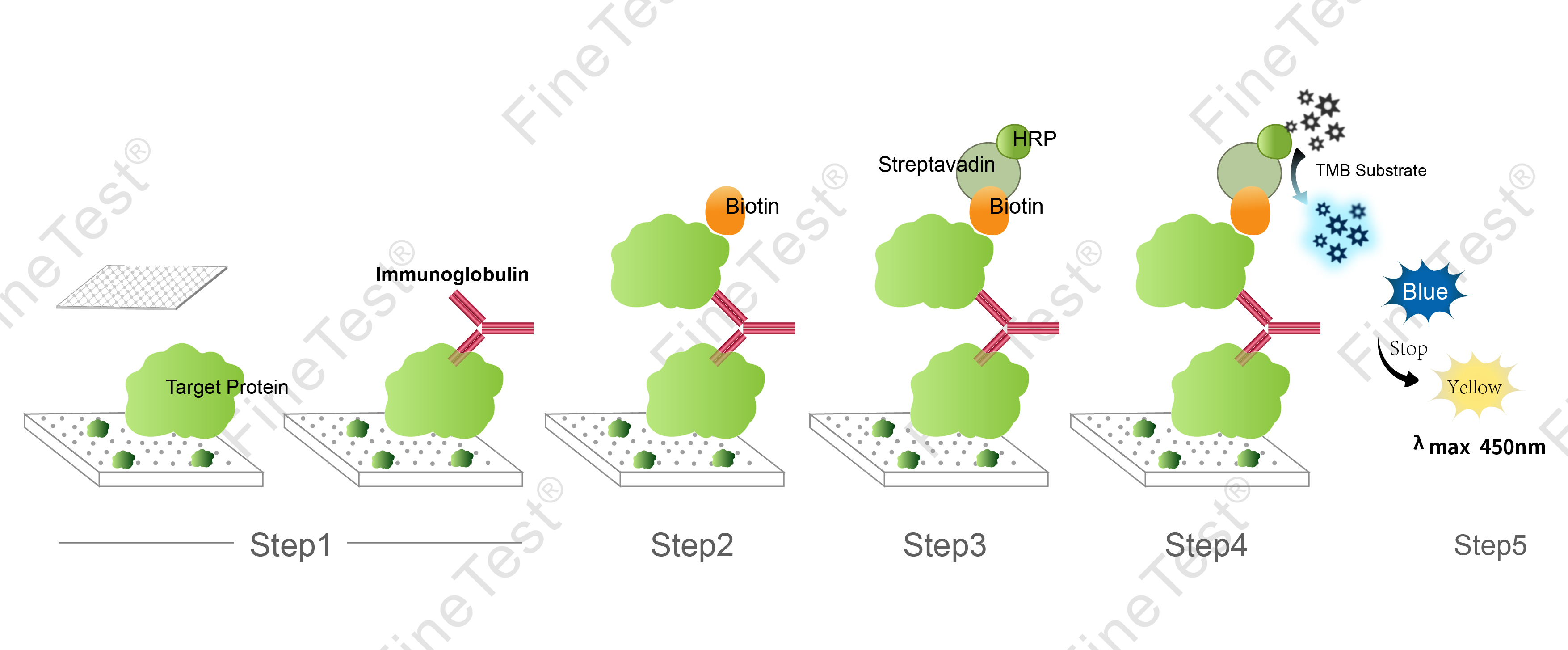 Elisa实验原理图