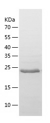 Recombinant Human NEDD8
